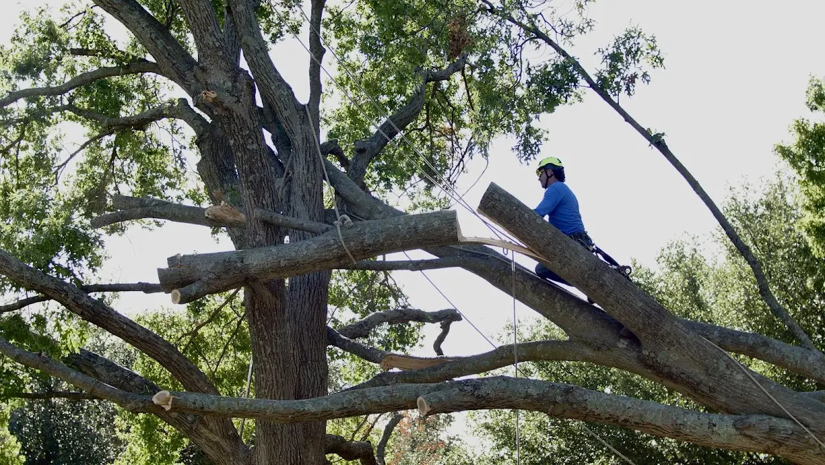 Professional Crown Thinning performed by certified arborists in Geary