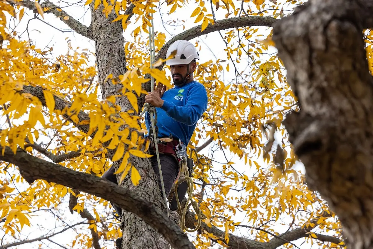 Skilled Tree Trimming crew working in Geary